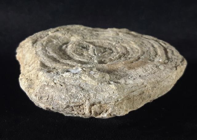 Cyclolites sp. (LAMARCK 1801) - Bild © FossNet FossilienStore